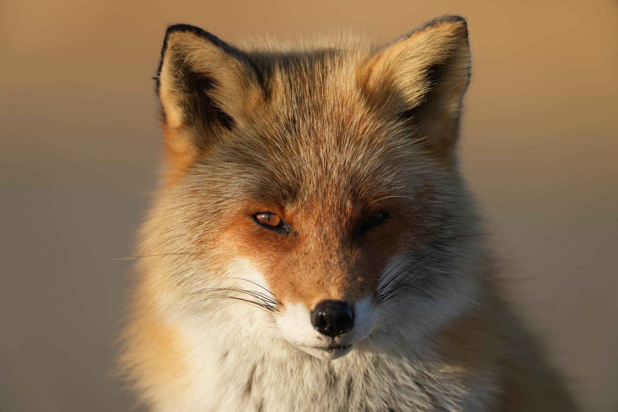 AA